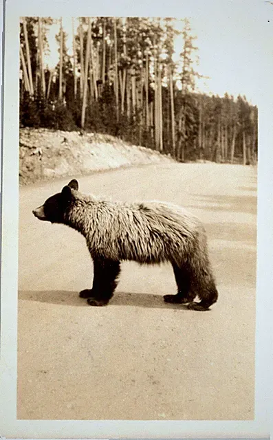 Yellowstone Park Bear Cub Blocking Traffic Mid-Century Photograph 1920s